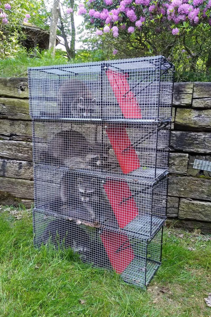 Example of raccoons caught in Proline® Traps